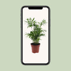 Chamaedorea Elegans – Die unkomplizierte Mexikanische Bergpalme