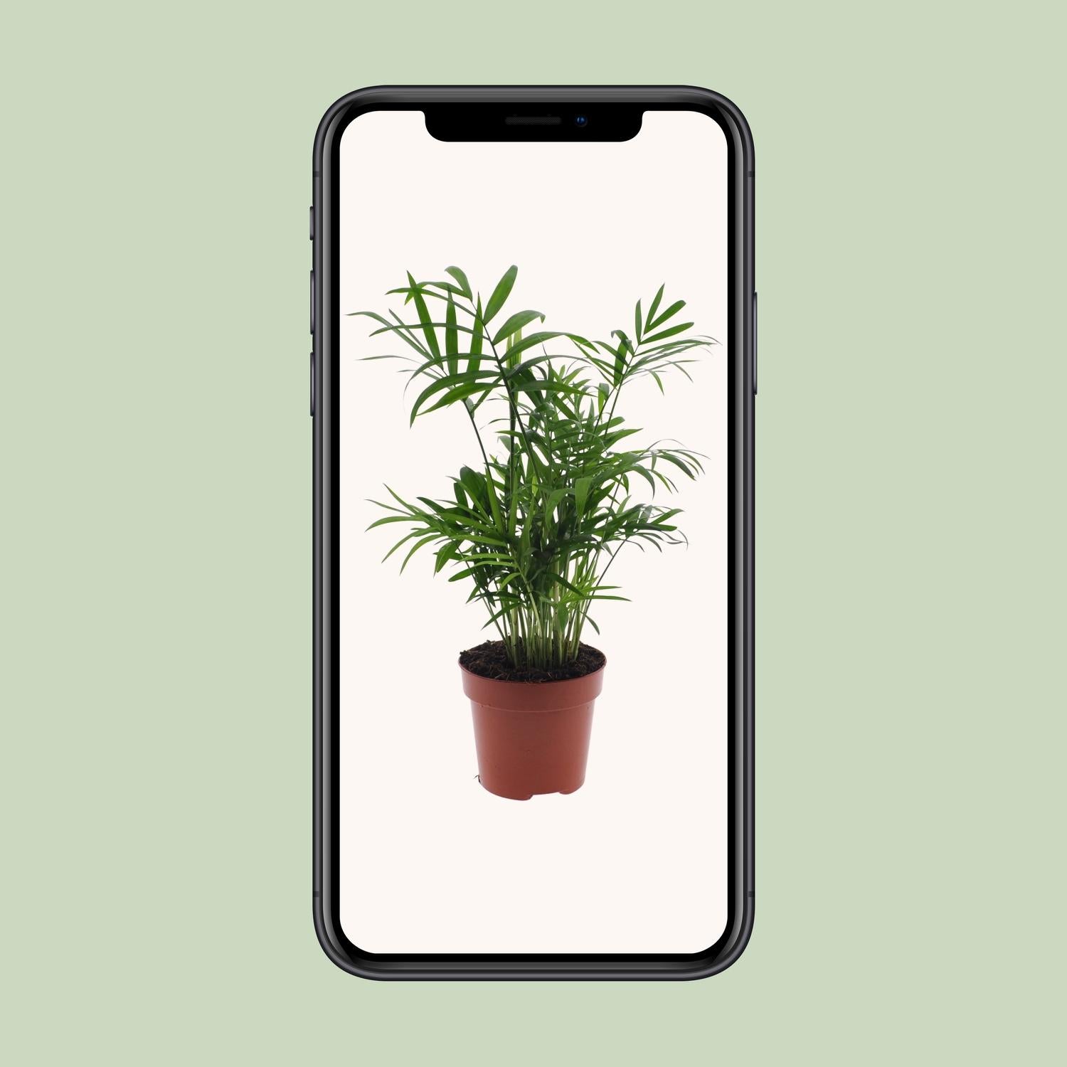 Chamaedorea Elegans – Die unkomplizierte Mexikanische Bergpalme