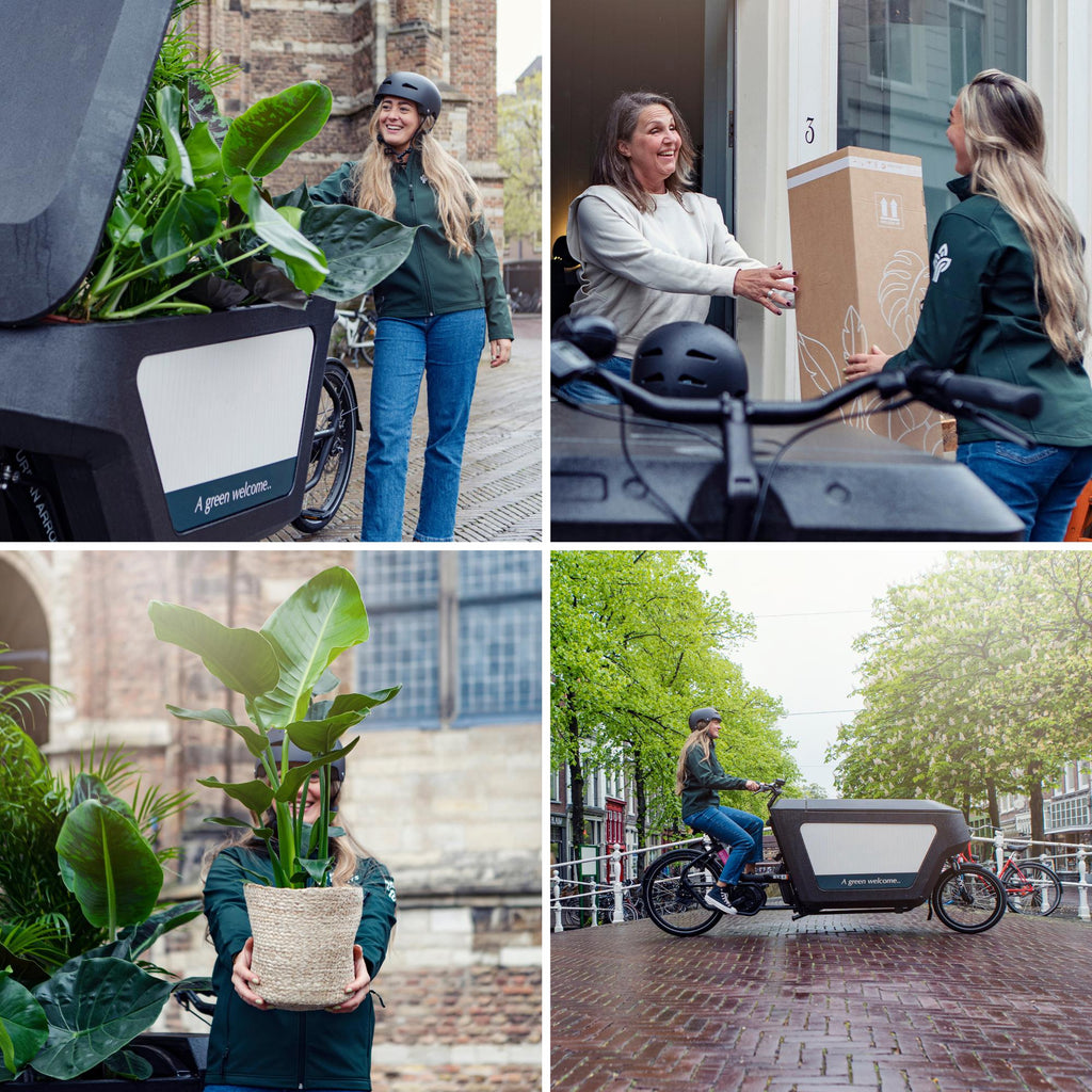 Pflanzenretter-Box: Dein 12er Überraschungs-Dschungel