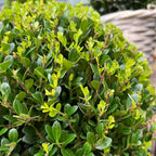 2x Ilex crenata 'Jenny' Kugel XL (Set)