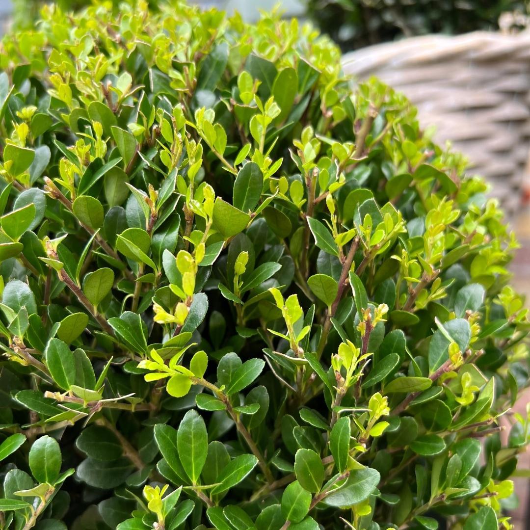 2x Ilex crenata 'Jenny' Kugel XL (Set)