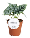 Alocasia Silver Dragon – Ø 12 cm, 25 cm