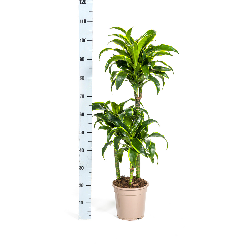 Dracaena 'Dorado' & Korb – Natürliche Eleganz für dein Zuhause