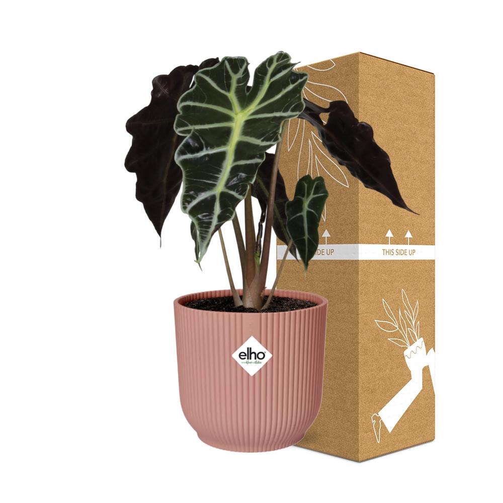 Alocasia Polly – Ø 14 cm, ELHO Vibes Fold Rosa