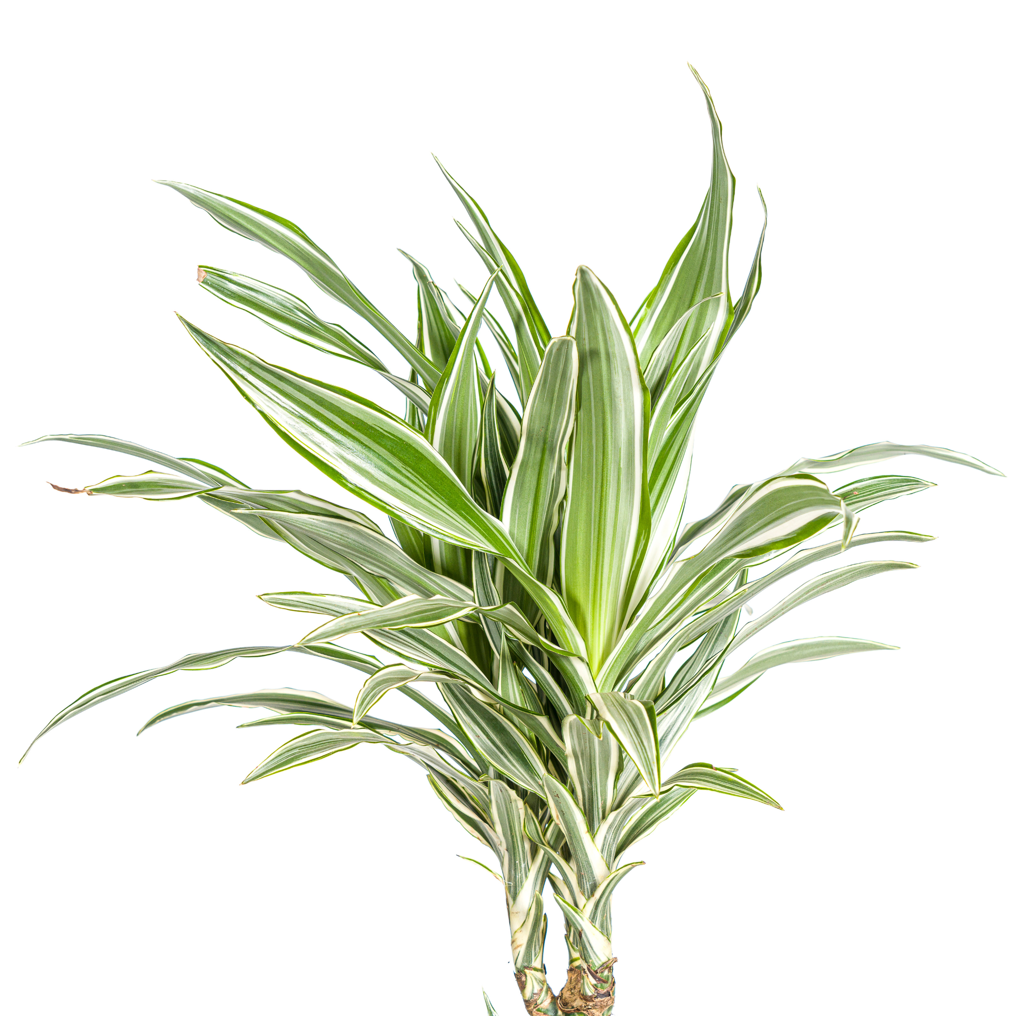 Dracaena 'White Stripe' & Korb – Majestätische Eleganz in XXL