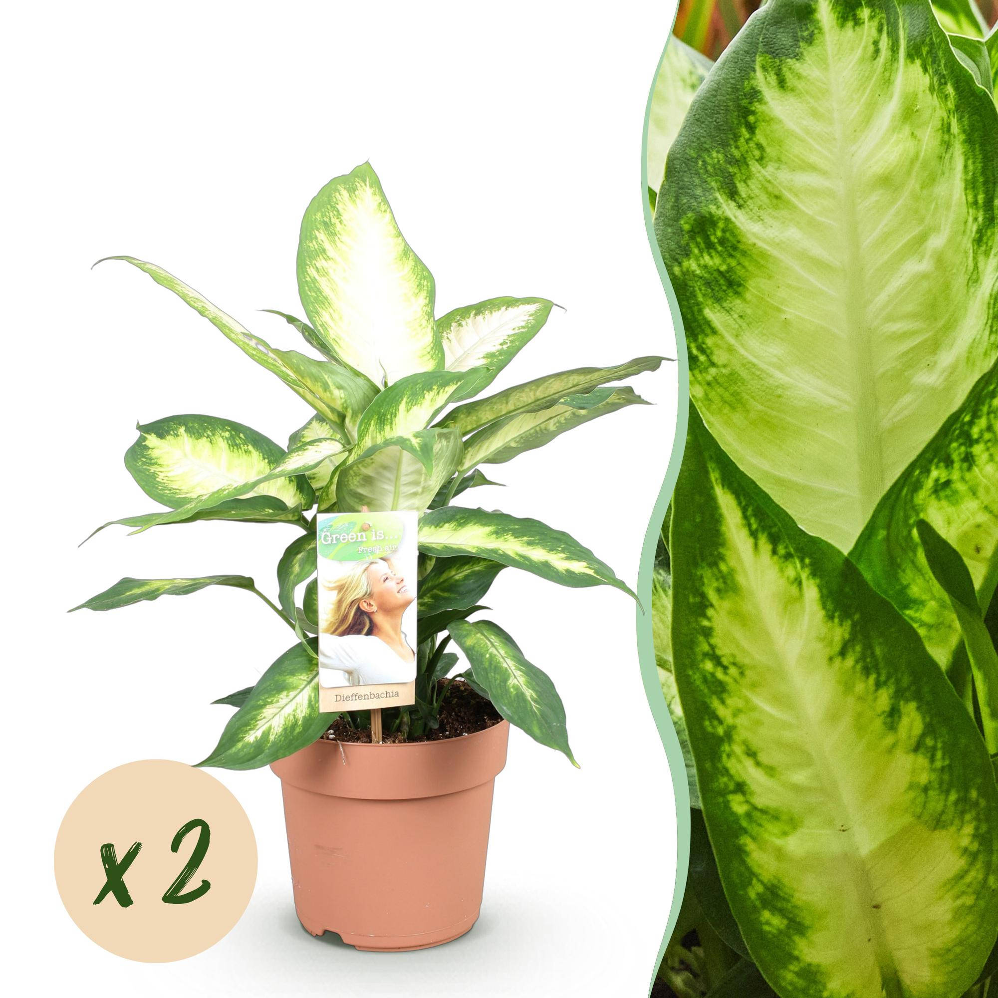 Dieffenbachia Camilla – Ø 17 cm, 45–50 cm