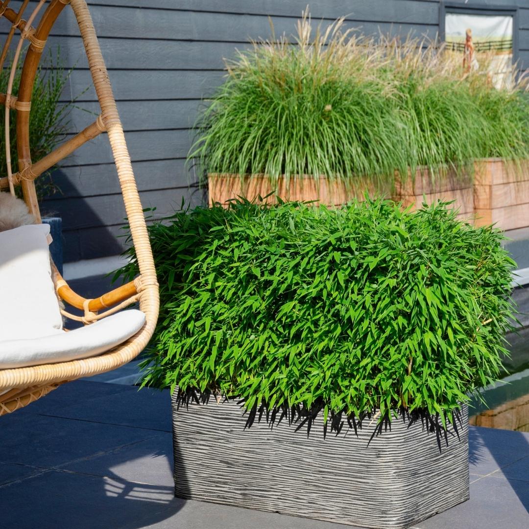 Fargesia moontears 'Boobux' XL