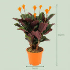 Calathea Crocata – Die prachtvolle „Ewige Flamme“