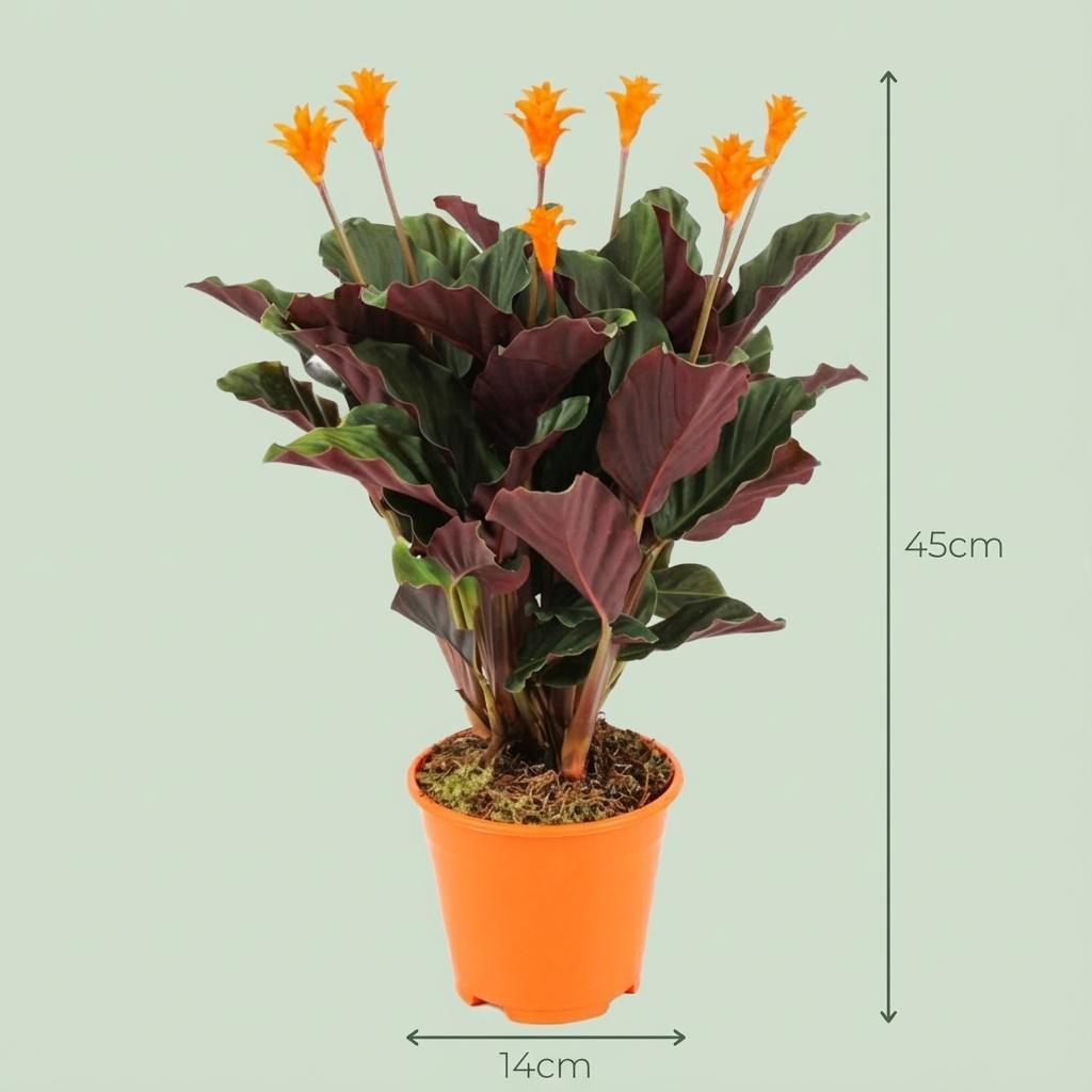 Calathea Crocata – Die prachtvolle „Ewige Flamme“