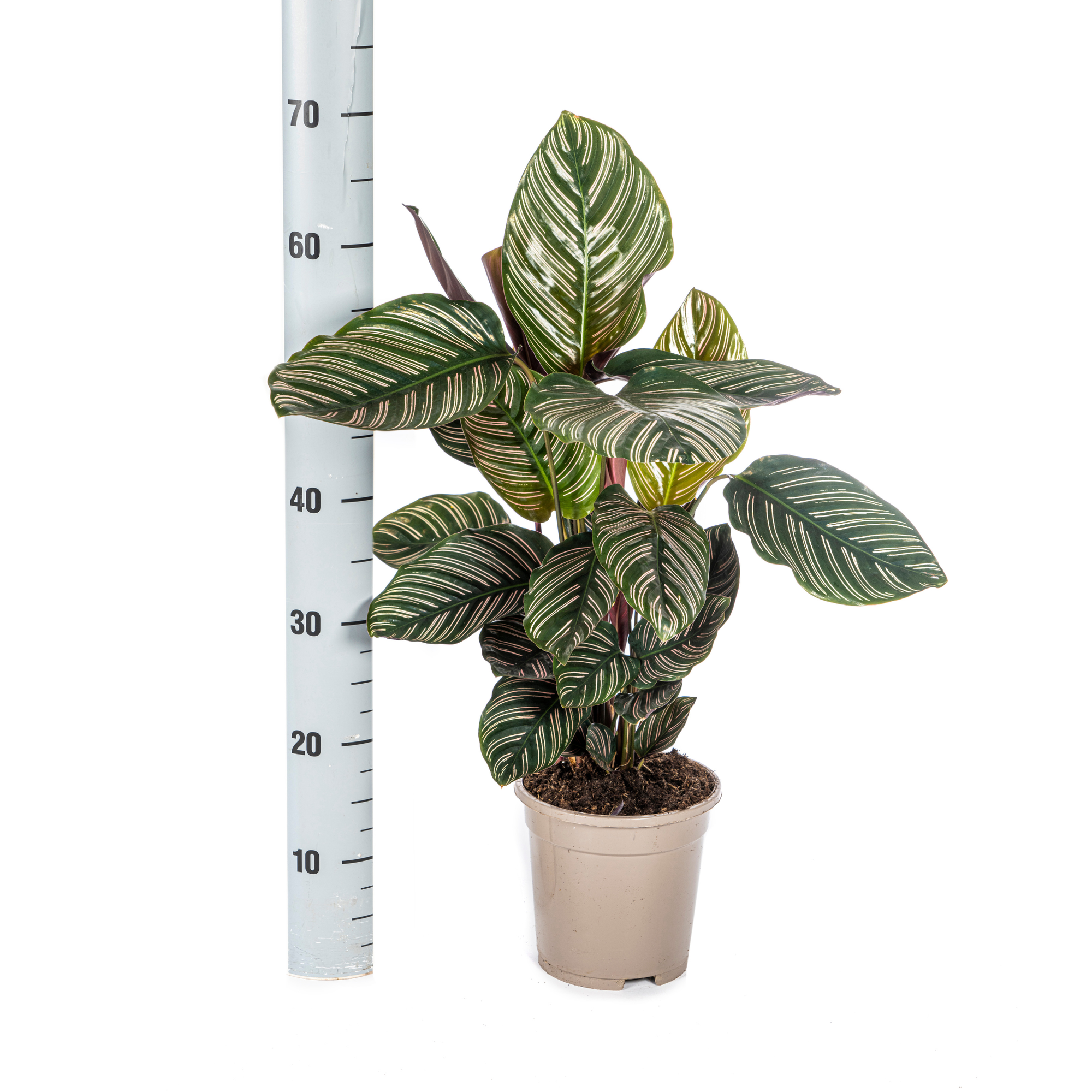 Calathea Ornata „Sanderiana“ – Die Pflanze mit den Nadelstreifen