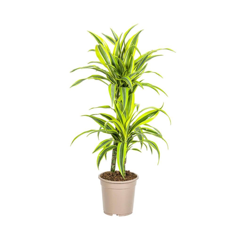 Dracaena 'Lemon Lime' – Der leuchtende Farbtupfer