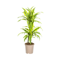 Dracaena 'Lemon Lime' – Der leuchtende Farbtupfer