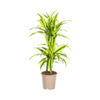 Dracaena 'Lemon Lime' – Der leuchtende Farbtupfer