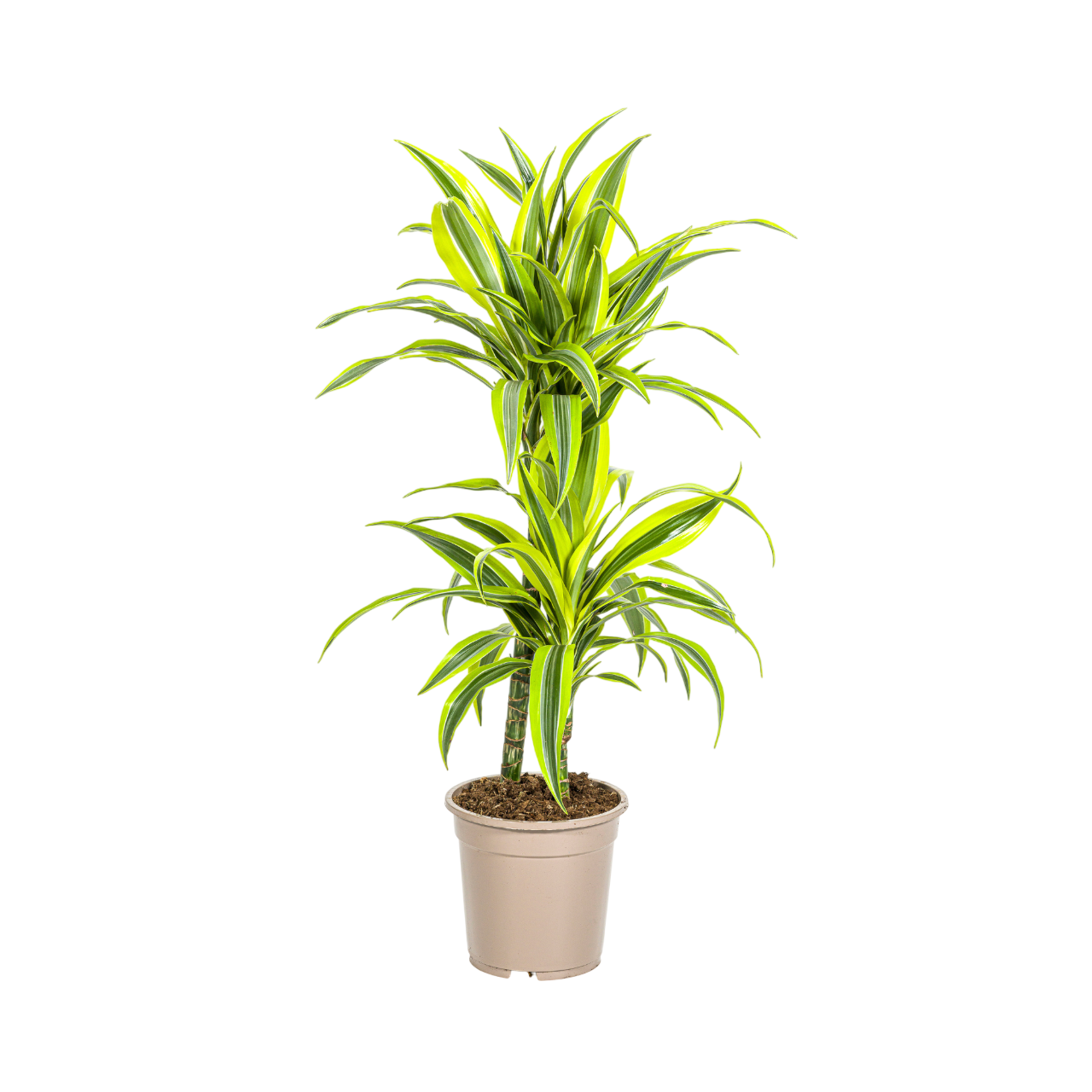 Dracaena 'Lemon Lime' – Der leuchtende Farbtupfer