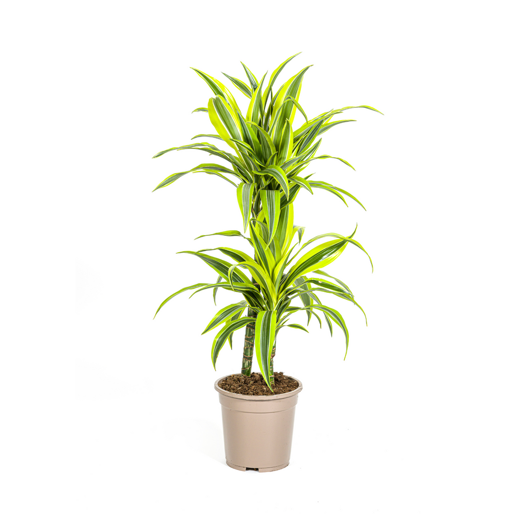 Dracaena 'Lemon Lime' – Der leuchtende Farbtupfer
