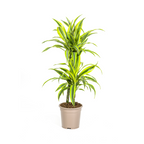 Dracaena 'Lemon Lime' – Der leuchtende Farbtupfer