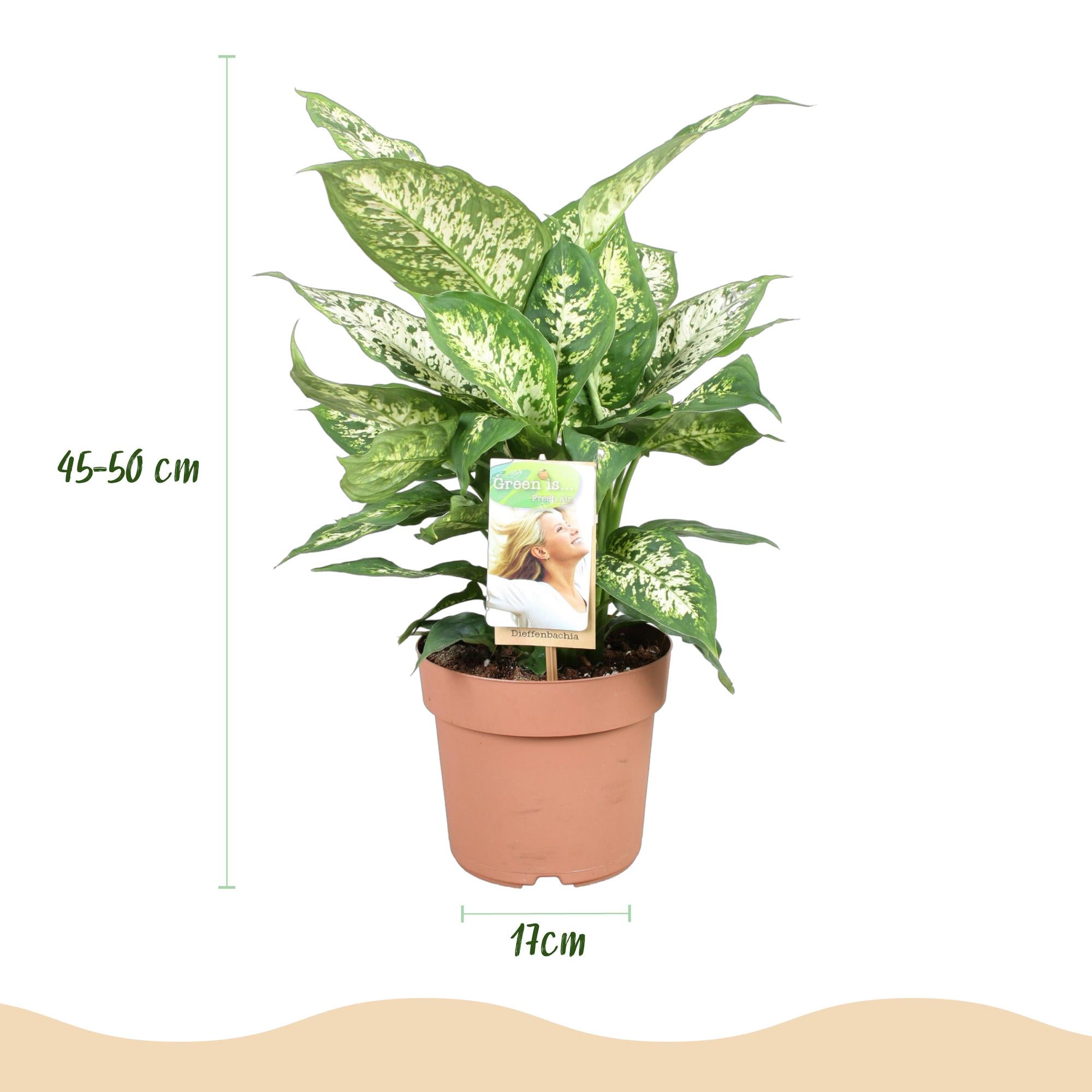 🌿 Dieffenbachia Compacta – Ø 17 cm, 45–50 cm
