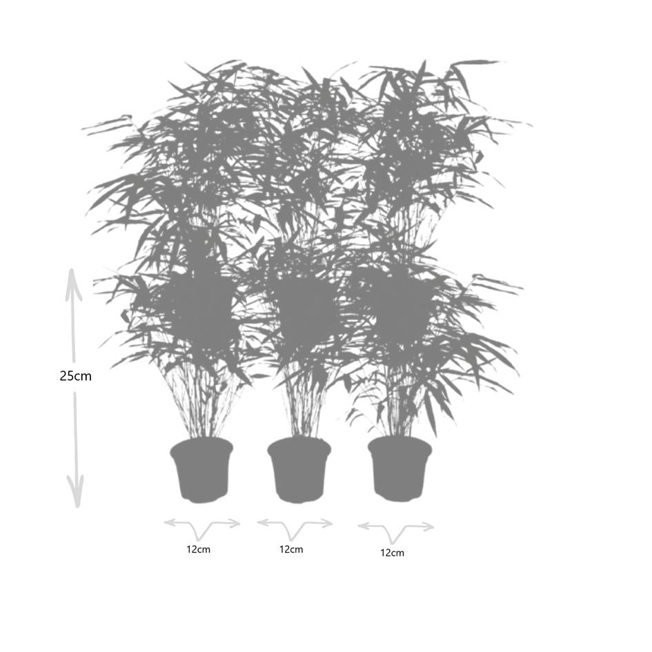 6x Fargesia Rufa Ø13 cm – ↕25 cm Bambus