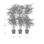 6x Fargesia Rufa Ø13 cm – ↕25 cm Bambus