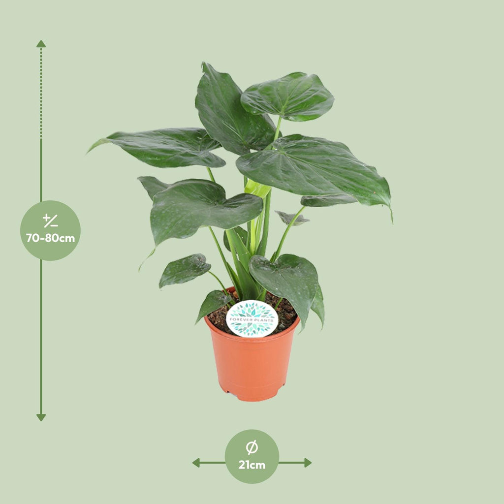 Alocasia Cucullata – Ø 21 cm, 80 cm