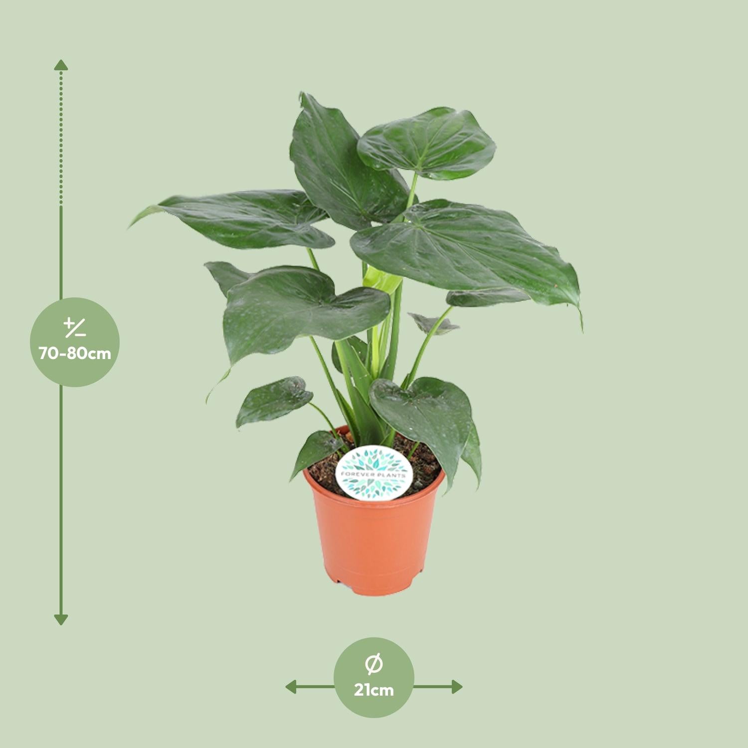 Alocasia Cucullata – Ø 21 cm, 80 cm