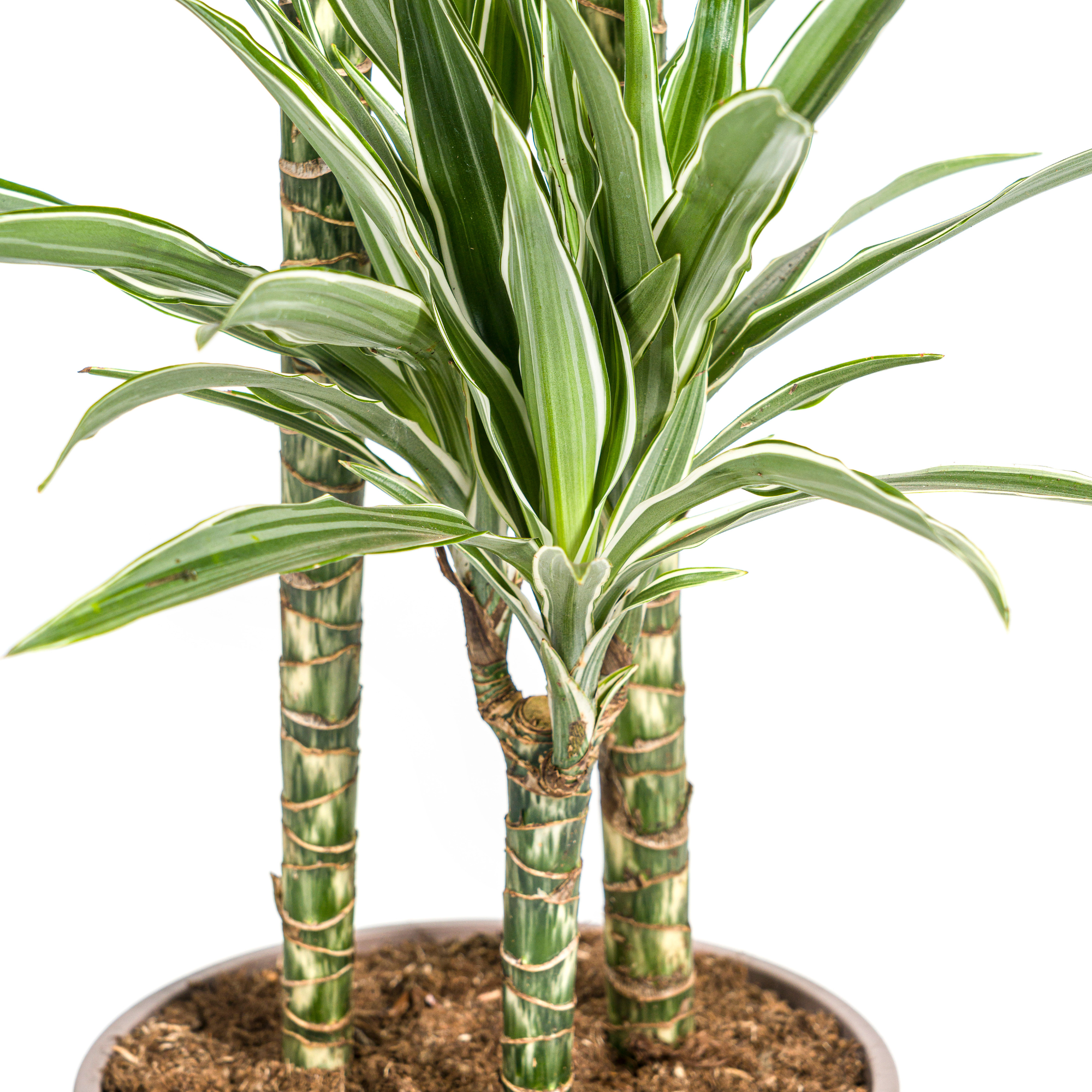 Dracaena 'White Stripe' & Korb – Majestätische Eleganz in XXL