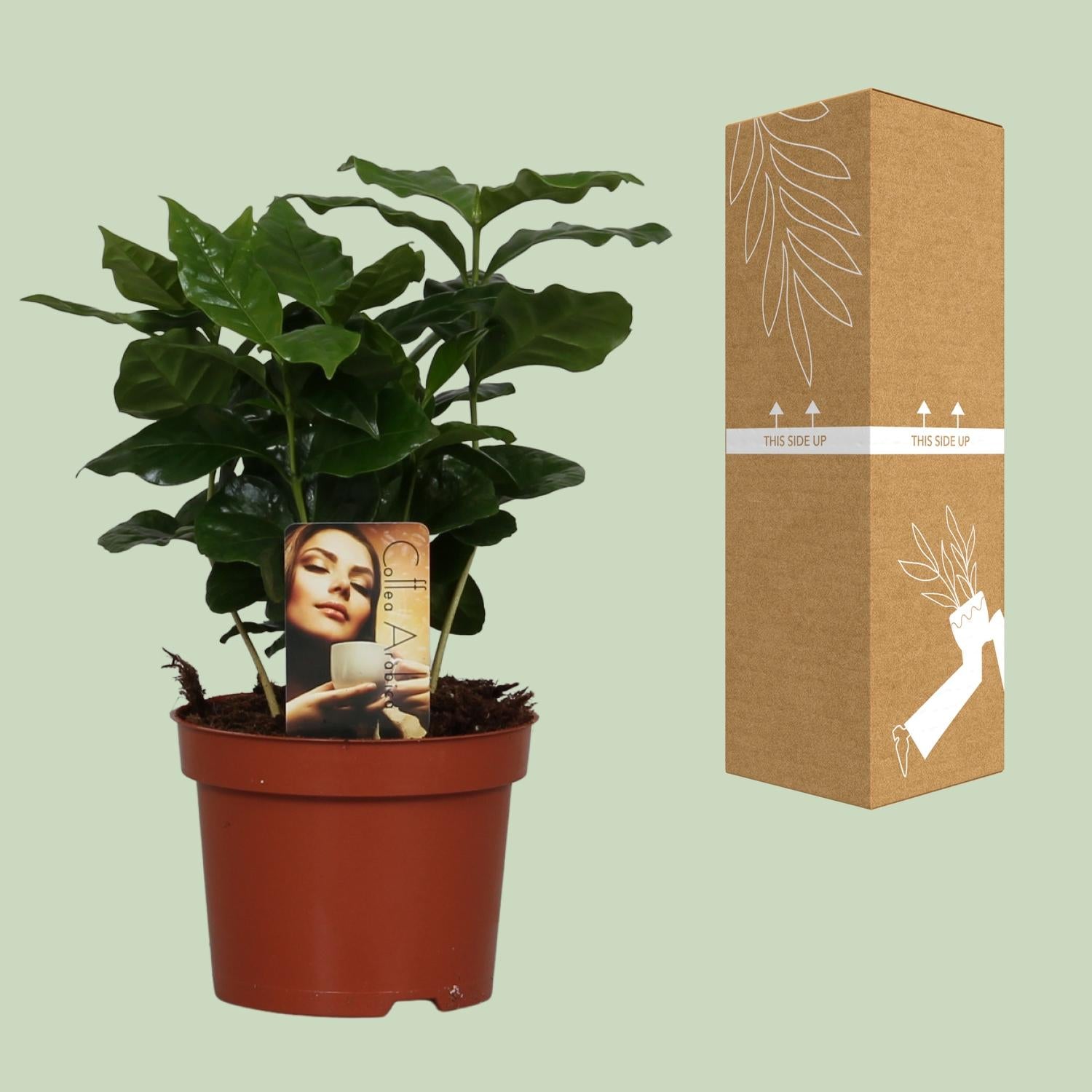 Coffea Arabica – Deine eigene Kaffeepflanze für zu Hause