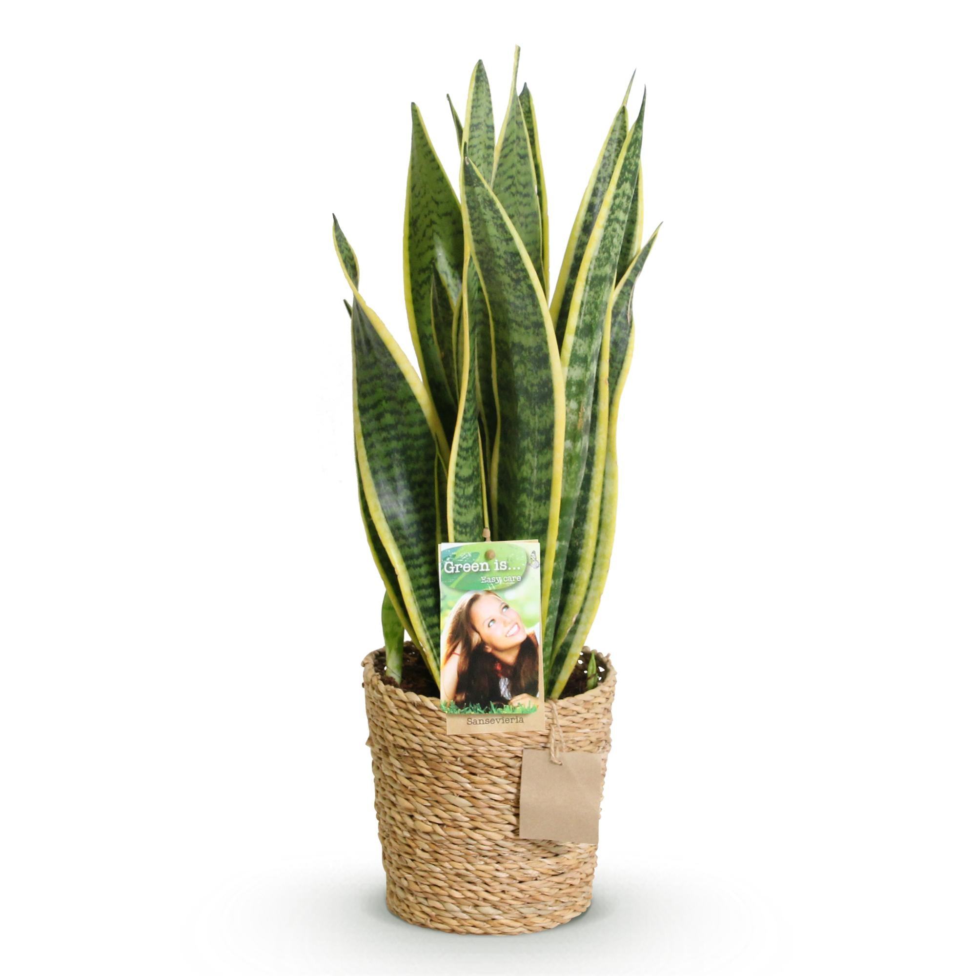 Sansevieria Laurentii – Schwiegermutterzunge inkl. Korb – Höhe 60-70 cm – Pflegeleicht