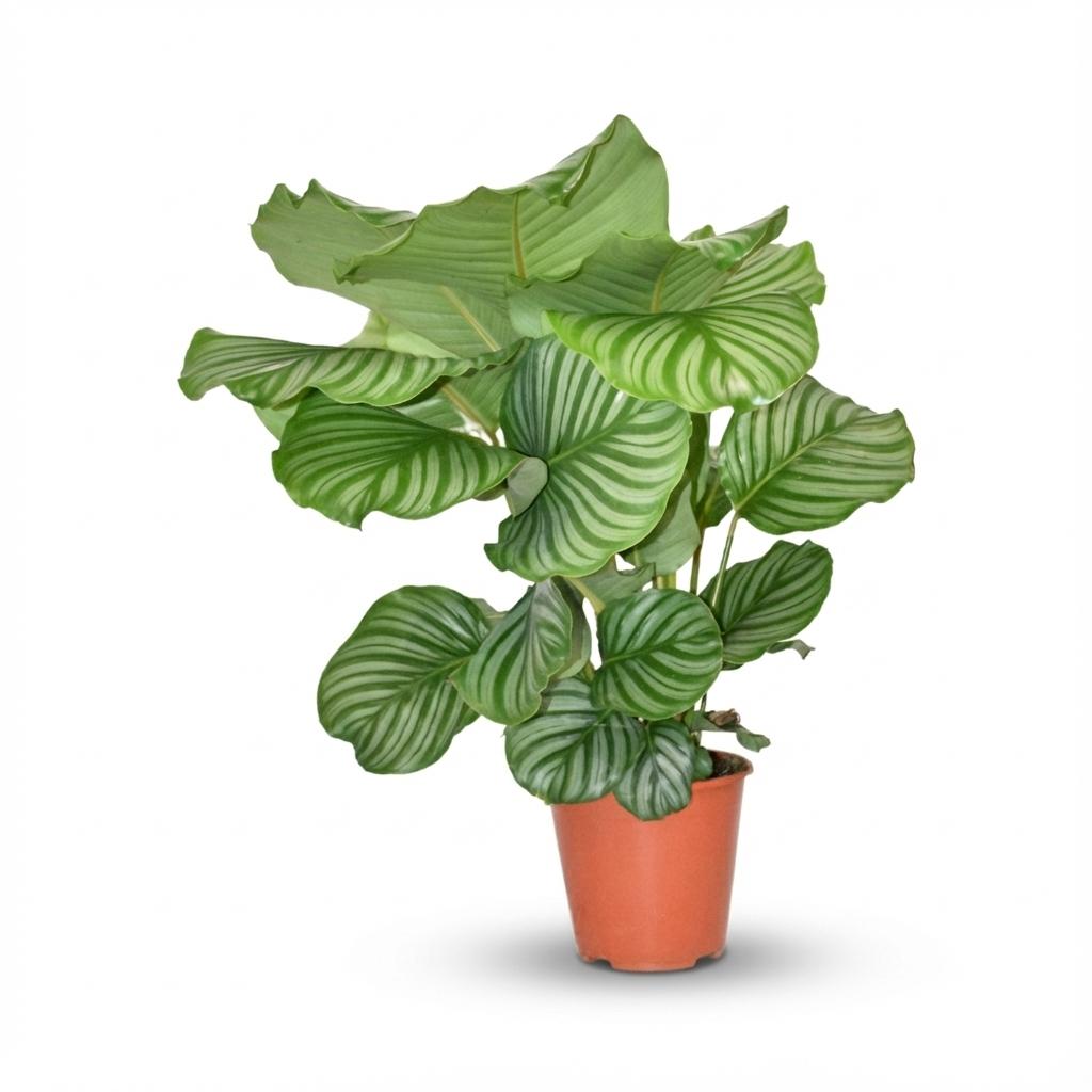 Calathea orbifolia – Die Stilikone mit den XXL-Blättern