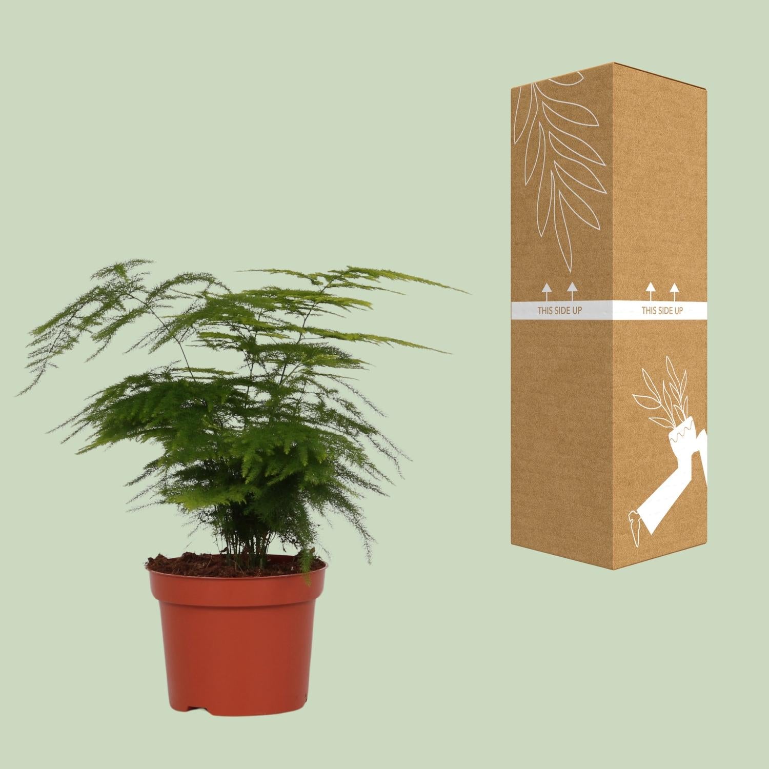 Asparagus Setaceus – Der federleichte Zierspargel