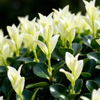 Euonymus 'Paloma Blanca' – Der Japanische Spindelstrauch mit dem „Weißen Wunder“
