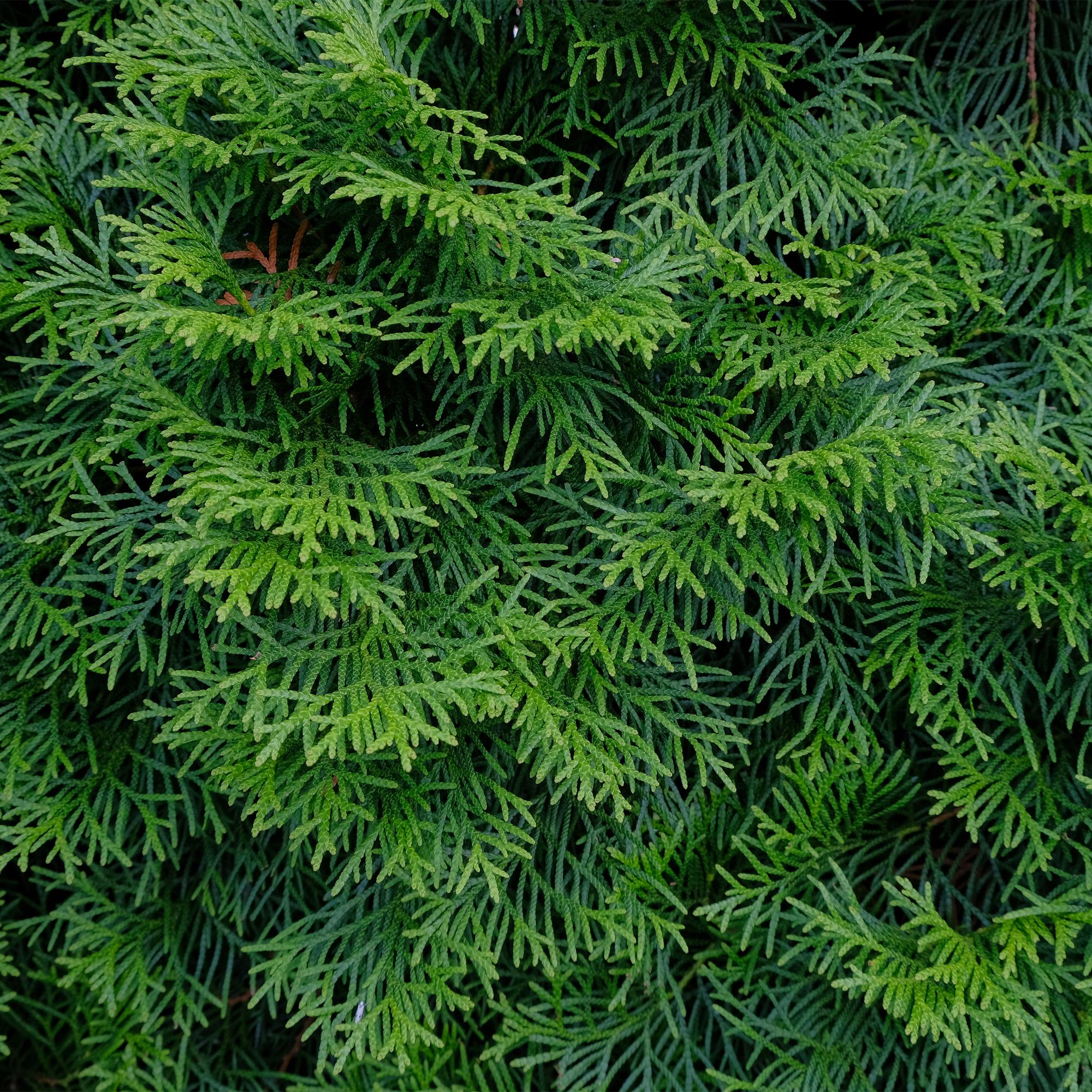 Thuja Smaragd Lebensbaum 8er-Set