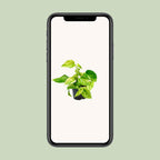 Epipremnum Marble Queen - Scindapsus