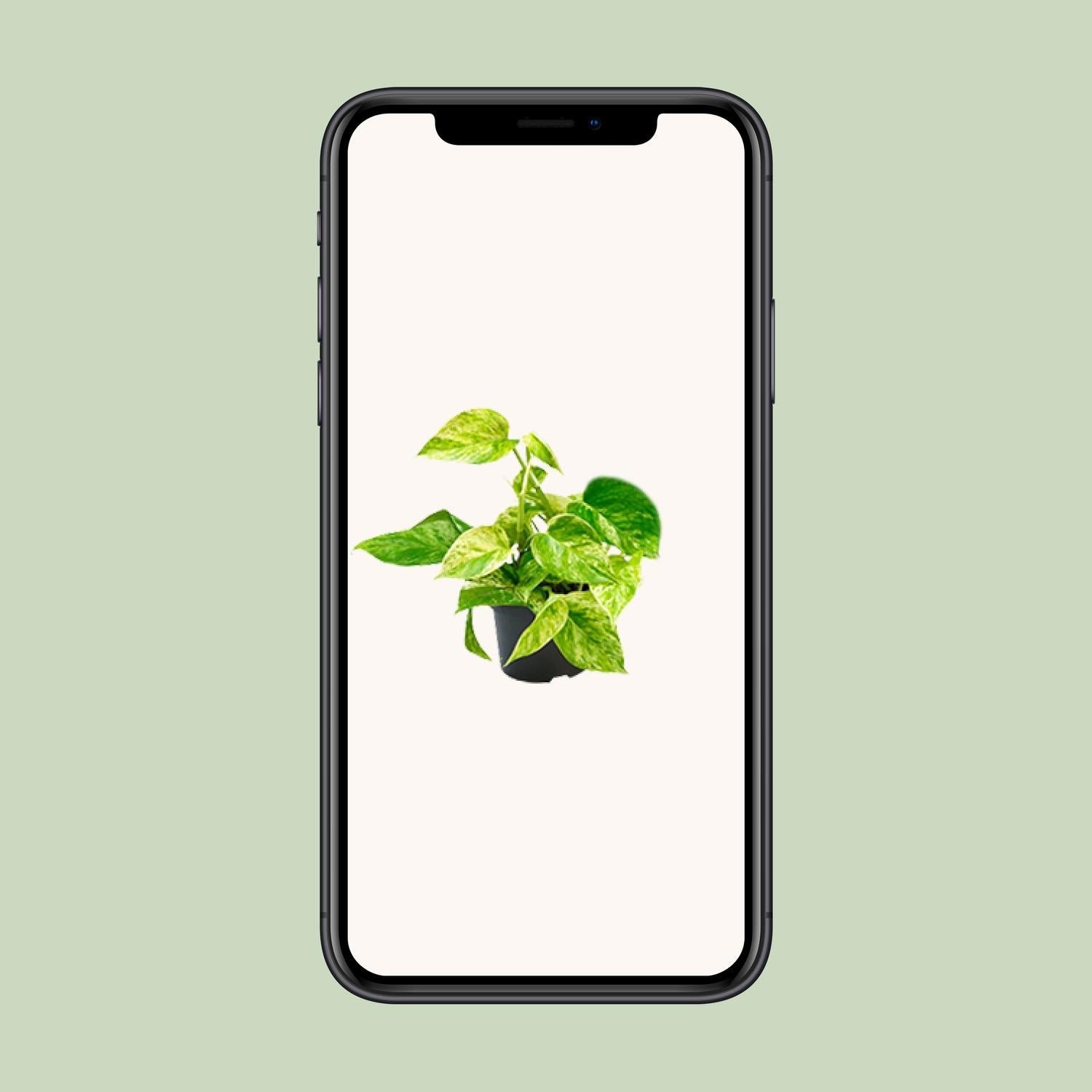 Epipremnum Marble Queen - Scindapsus