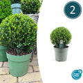 2x Ilex crenata 'Jenny' Kugel XL (Set)