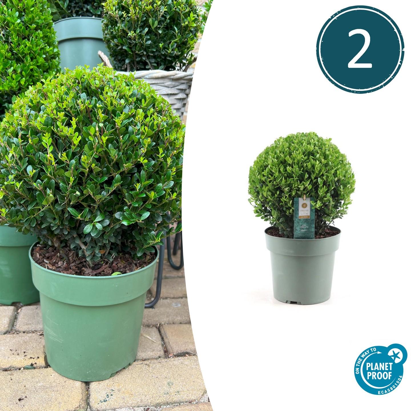 2x Ilex crenata 'Jenny' Kugel XL (Set)
