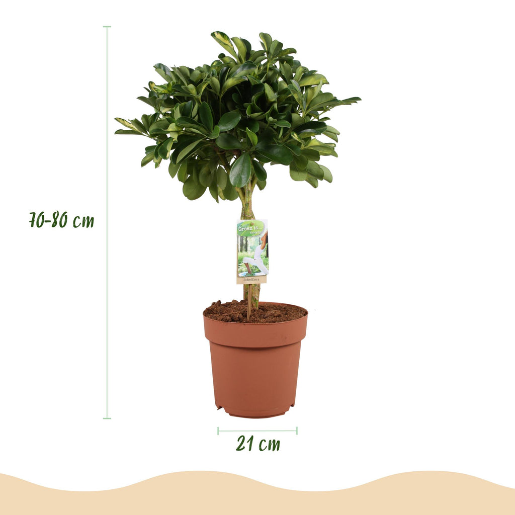 🌿 Schefflera Gold Capelle (Fingerbaum) – Ø 21 cm, 70–81 cm