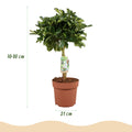 🌿 Schefflera Gold Capelle (Fingerbaum) – Ø 21 cm, 70–81 cm