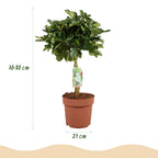 🌿 Schefflera Gold Capelle (Fingerbaum) – Ø 21 cm, 70–81 cm
