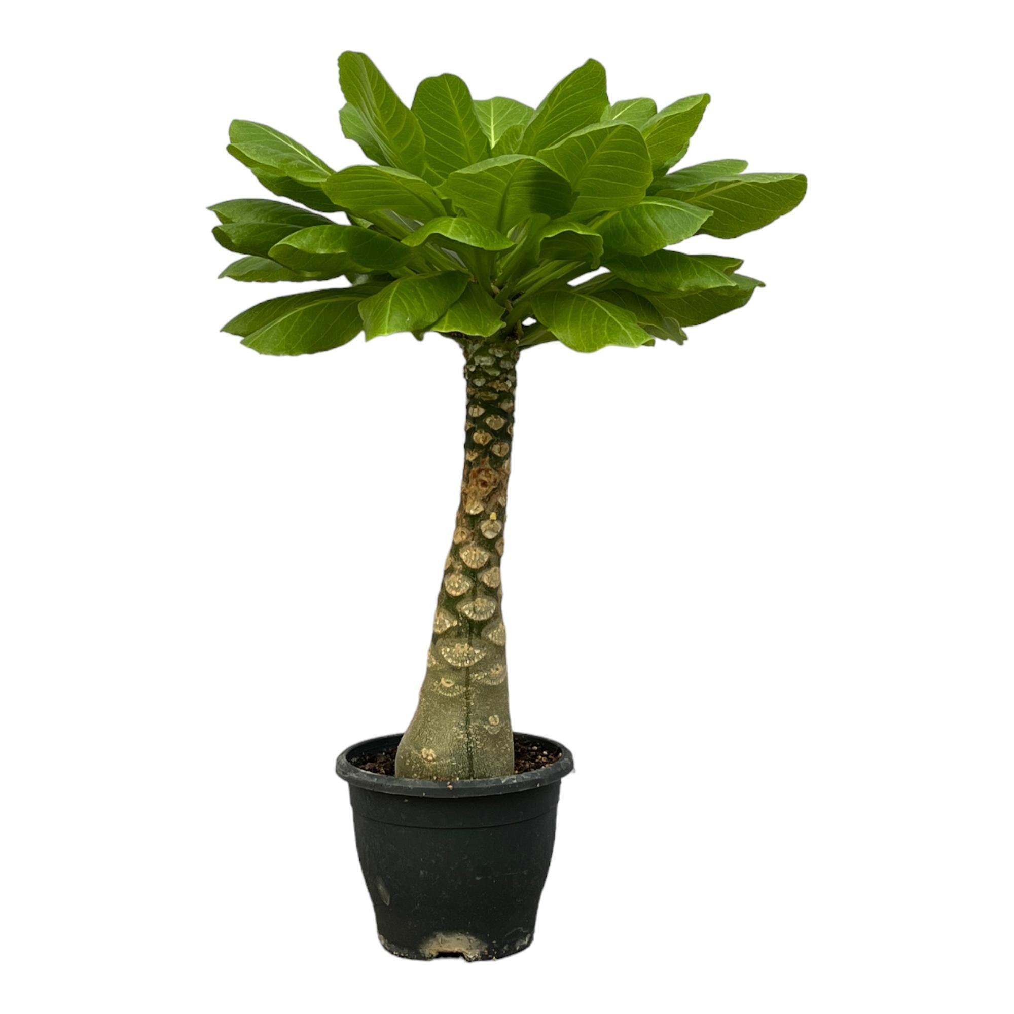 Brighamia Insignis – Die exotische Hawaii-Palme