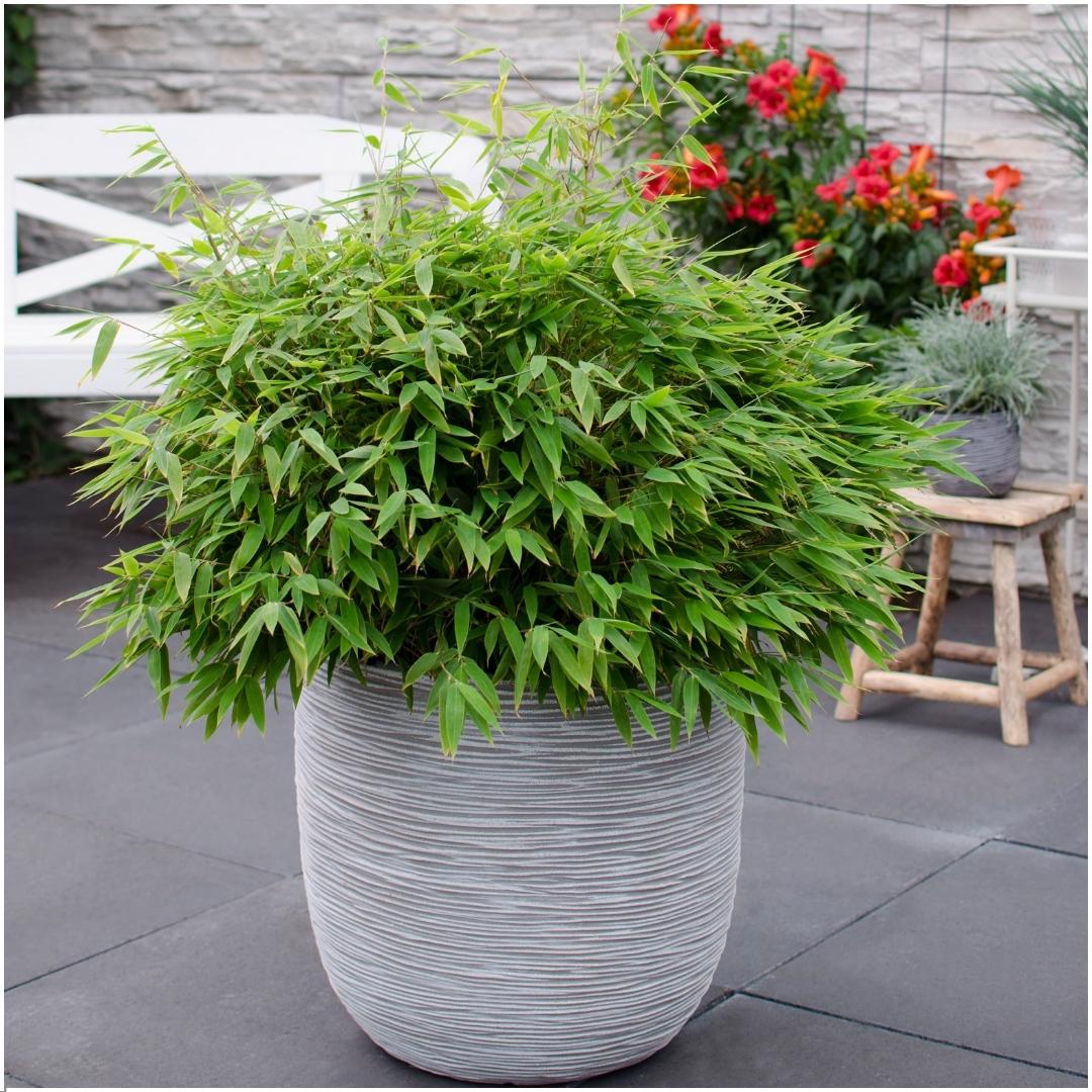 Fargesia moontears 'Boobux' XL