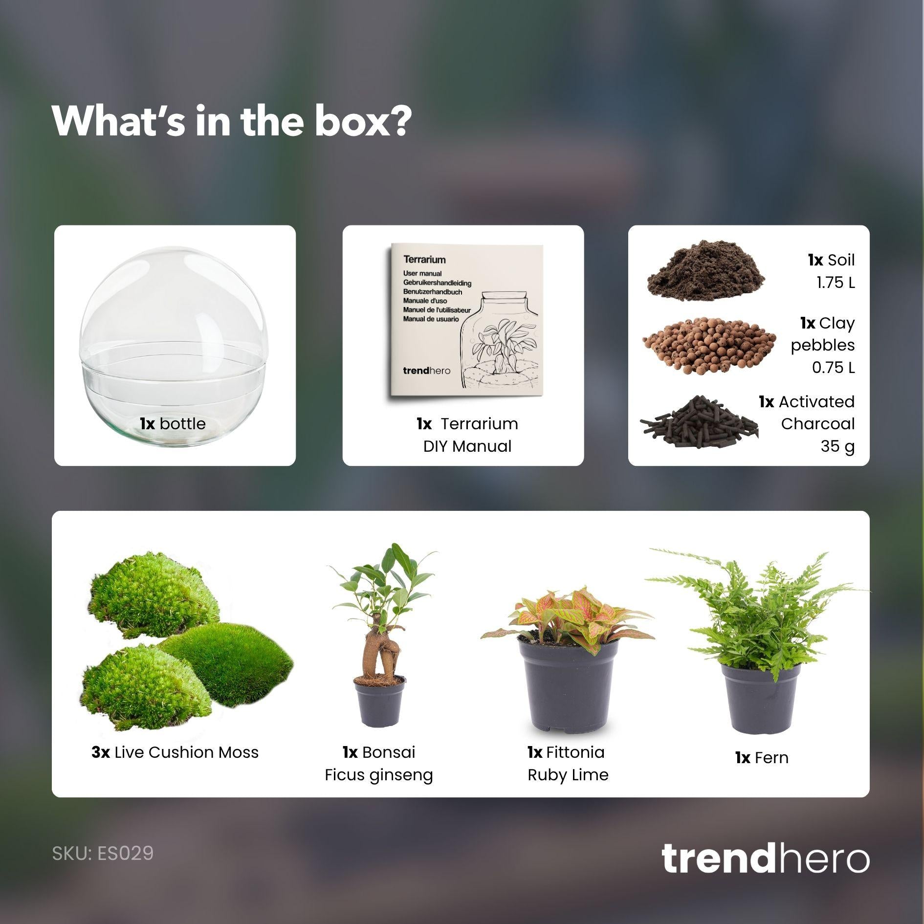 Flaschengarten Dome XL – Der Bonsai unter der Glaskuppel