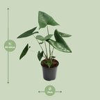 Alocasia Zebrina – Ø 21 cm, 80 cm