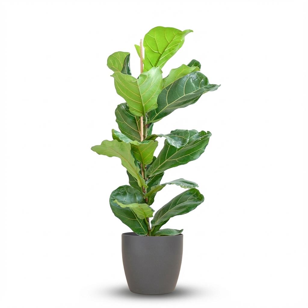 Ficus Lyrata – Geigenfeige im modernen Potter-Topf