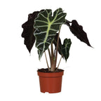 Alocasia Amazonica 'Polly' – Das exotische Pfeilblatt