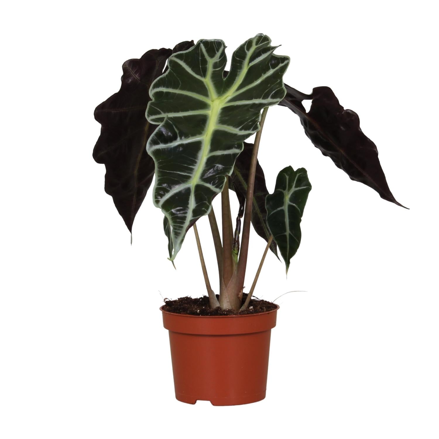 Alocasia Amazonica 'Polly' – Das exotische Pfeilblatt