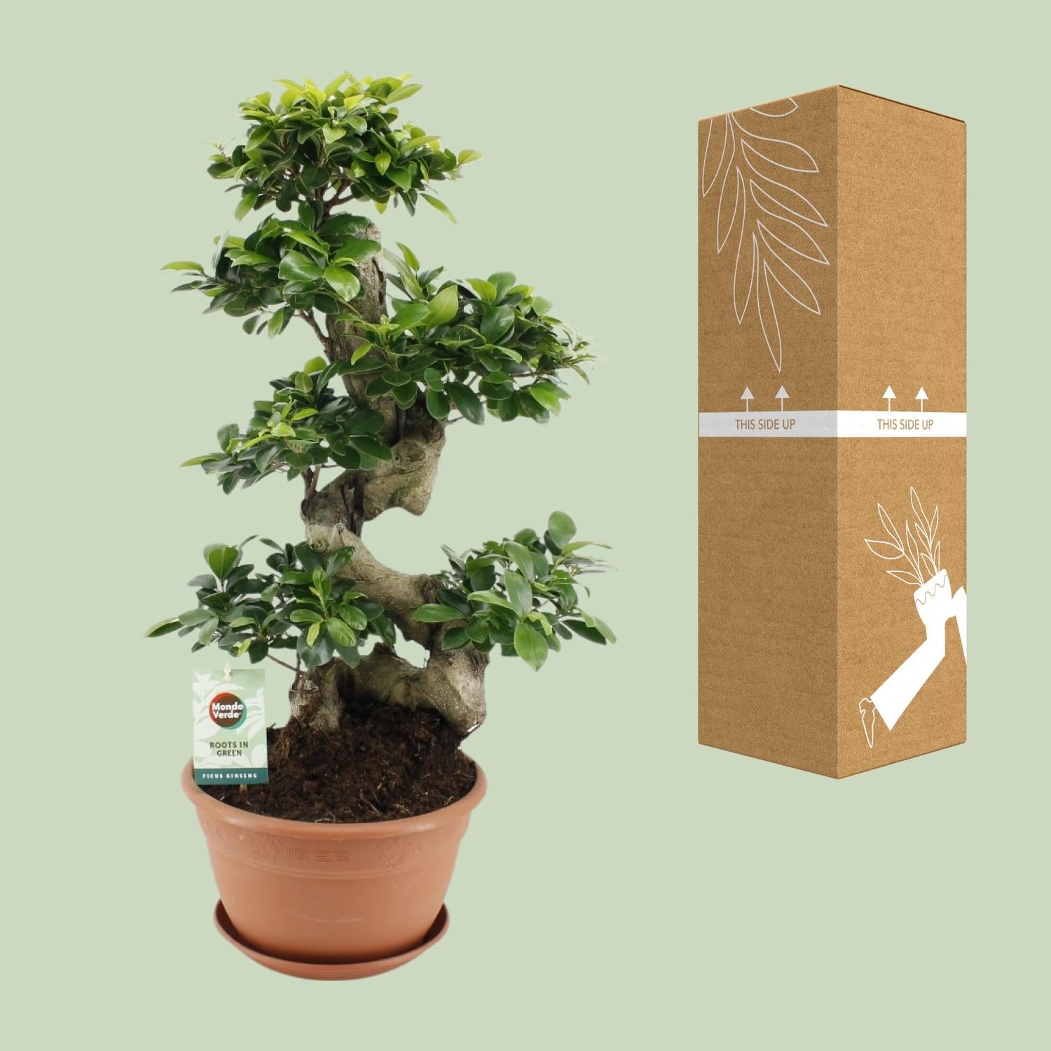 Ficus Ginseng – Das lebende Kunstwerk in Bonsai-Optik