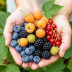 Regenbogen-Beeren-Mix – Die bunte Naschecke im 4er-Set