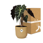 Alocasia Polly – Ø 14 cm, ELHO Vibes Fold Gelb
