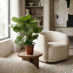 Calathea orbifolia – Die Stilikone mit den XXL-Blättern